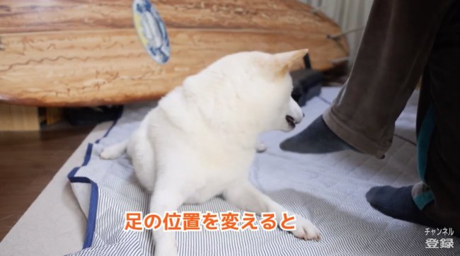 柴犬,YouTube