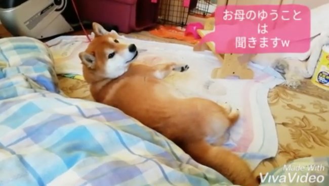 柴犬,YouTube