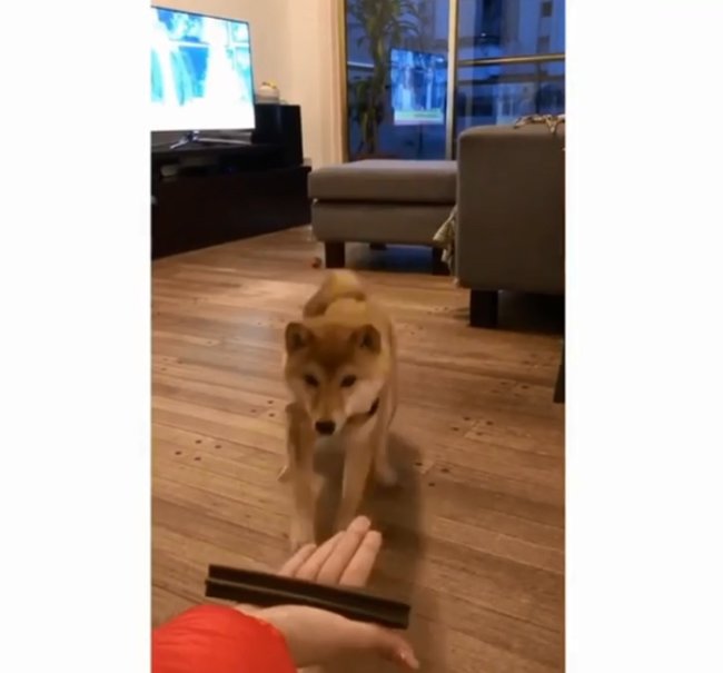 柴犬,Instagram