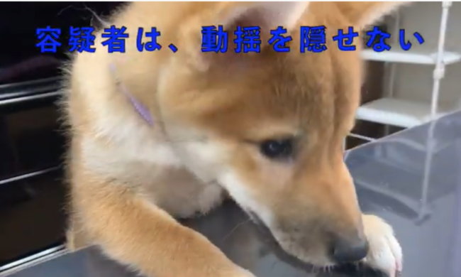 柴犬,YouTube