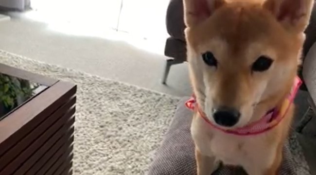 柴犬,YouTube