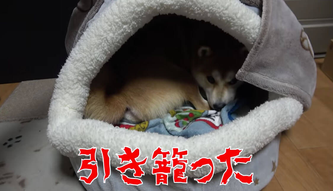 柴犬,YouTube