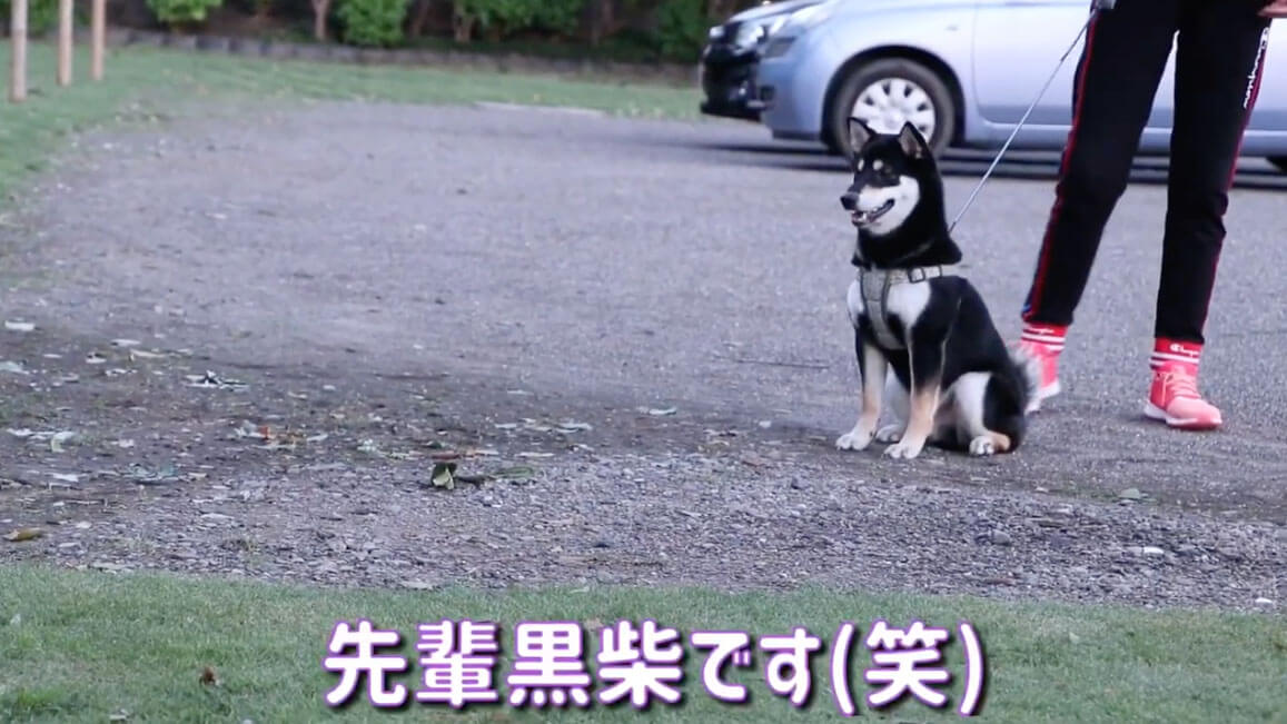 柴犬,YouTube