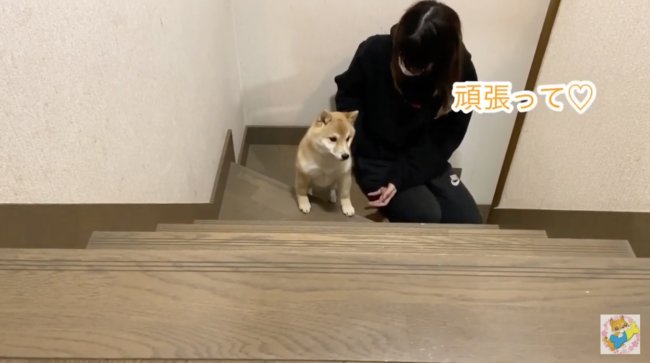 柴犬,YouTube