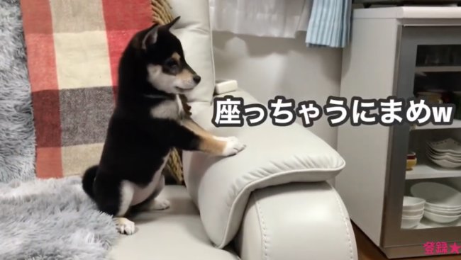 柴犬,YouTube