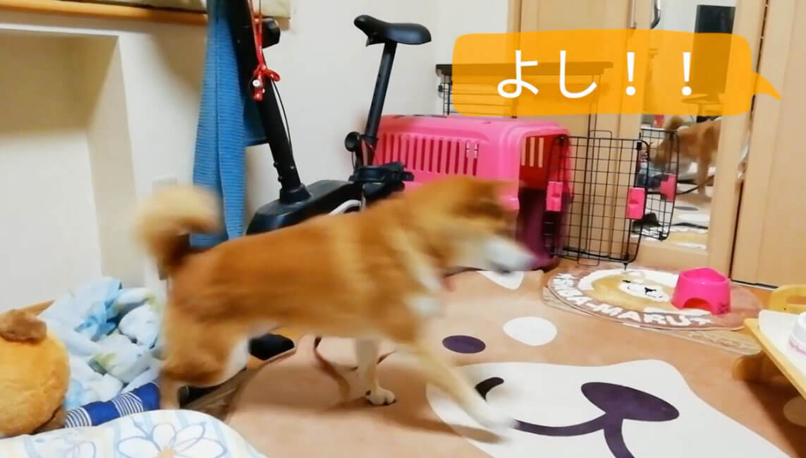 柴犬,YouTube