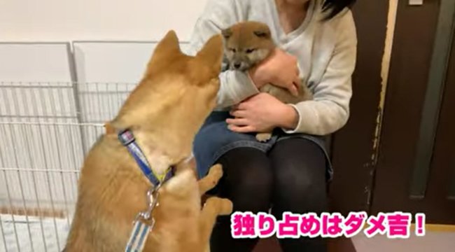 柴犬,YouTube