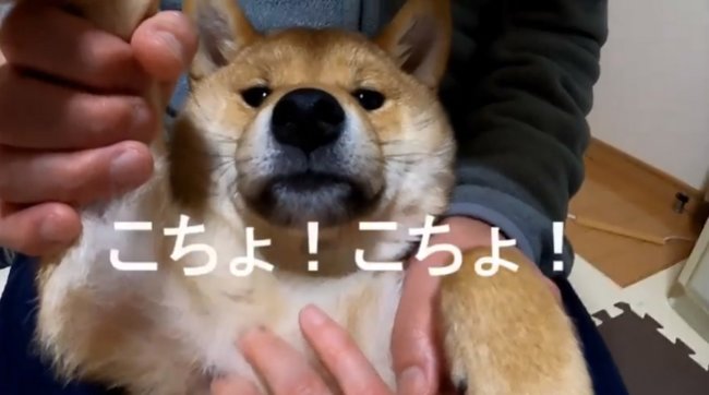柴犬,YouTube