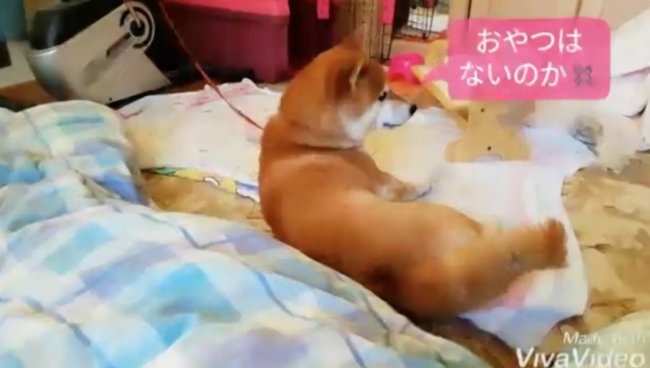 柴犬,YouTube