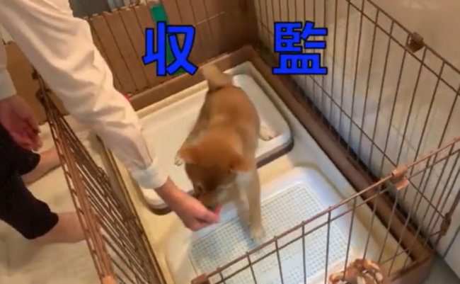 柴犬,YouTube