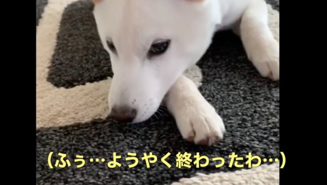 柴犬,YouTube