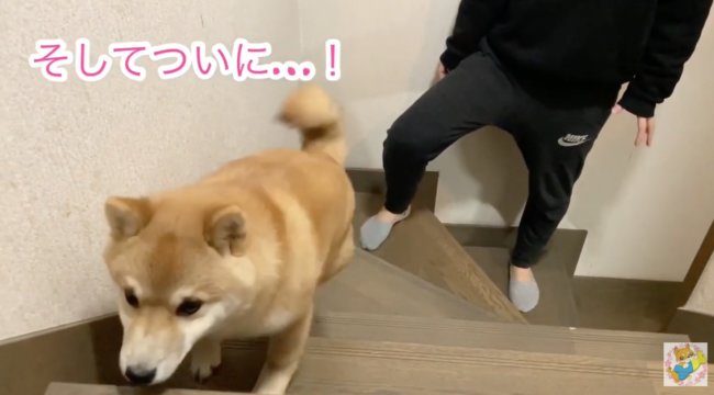 柴犬,YouTube