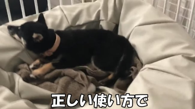 柴犬,YouTube