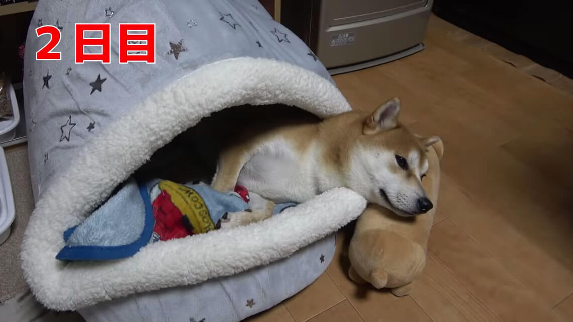 柴犬,YouTube