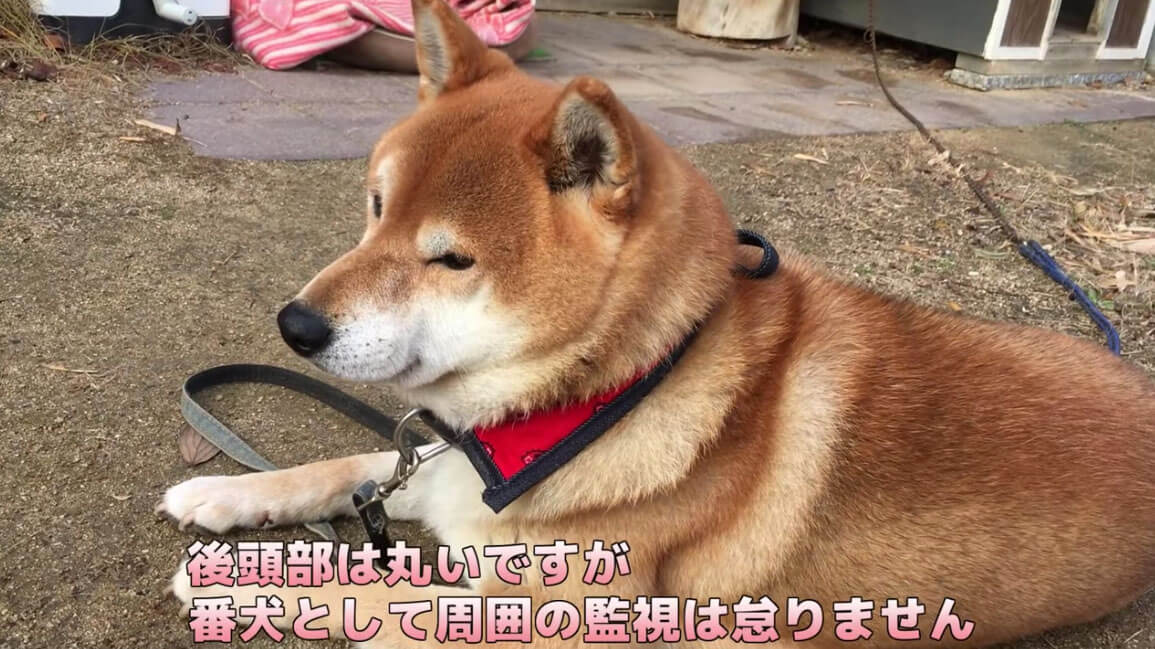 柴犬,YouTube