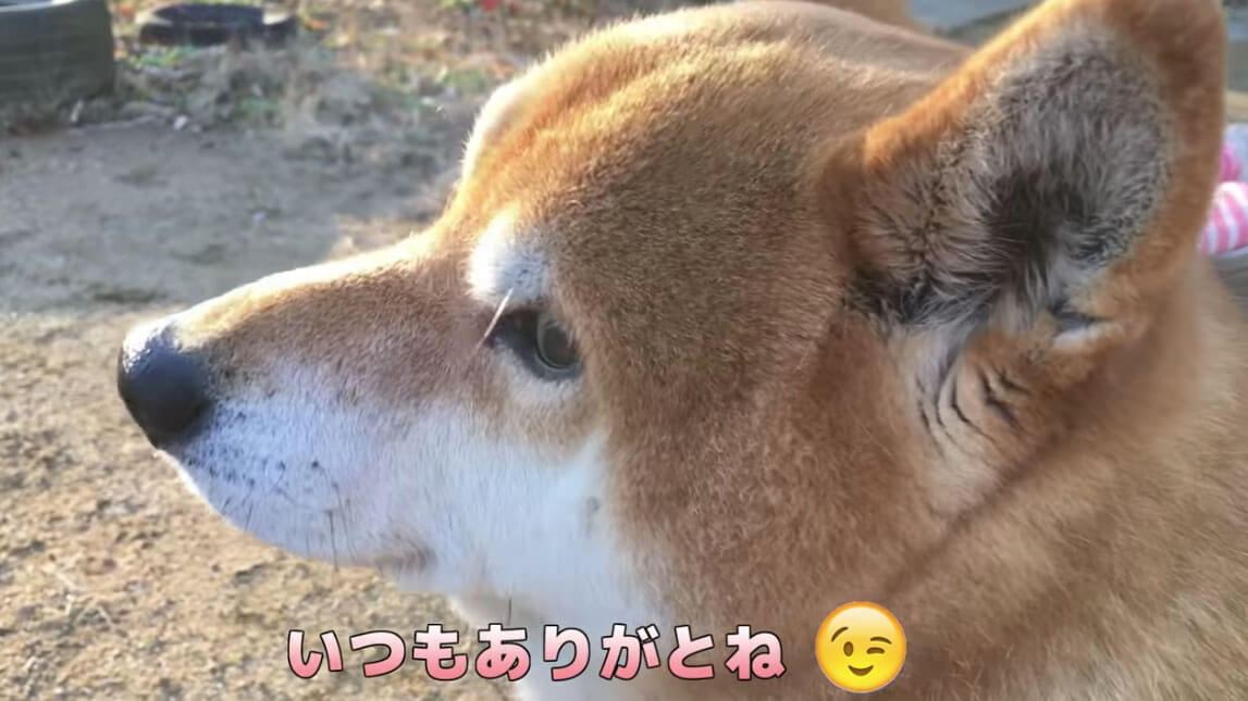 柴犬,YouTube