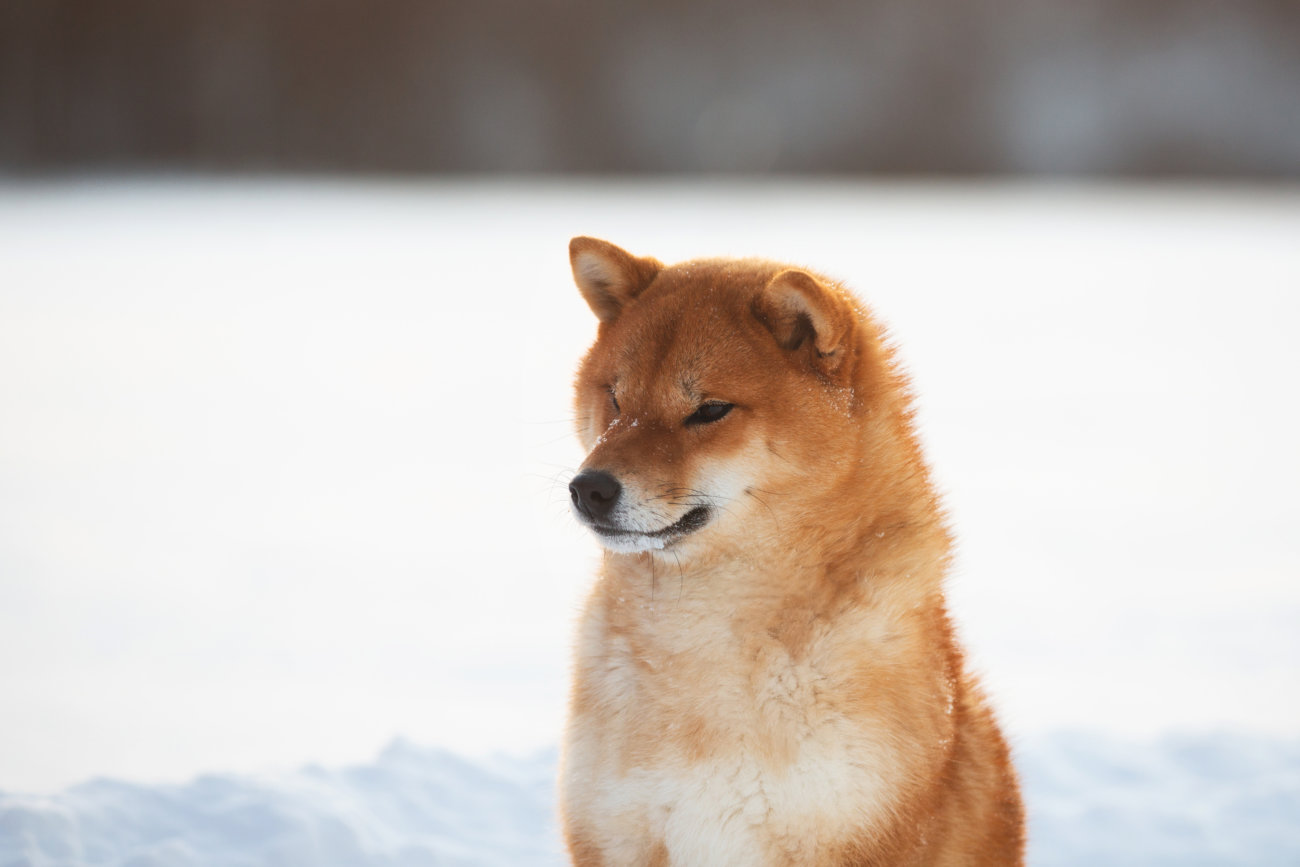 柴犬,コロナウィルス