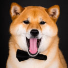 柴犬ライフ ストア