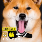 柴犬ライフ ストア