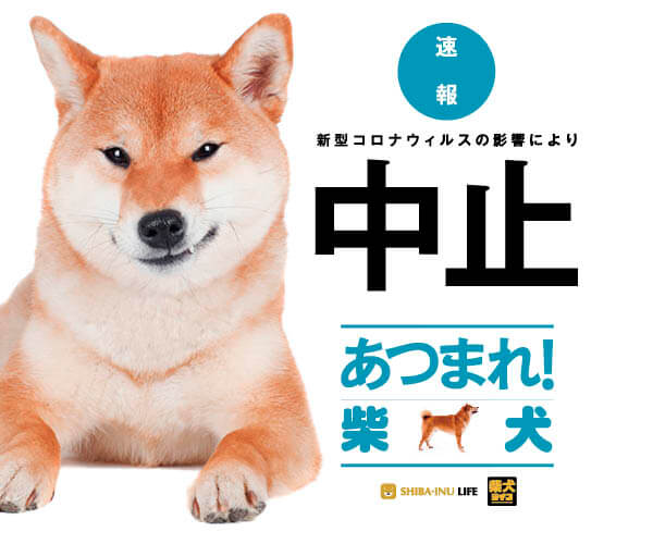 あつまれ柴犬