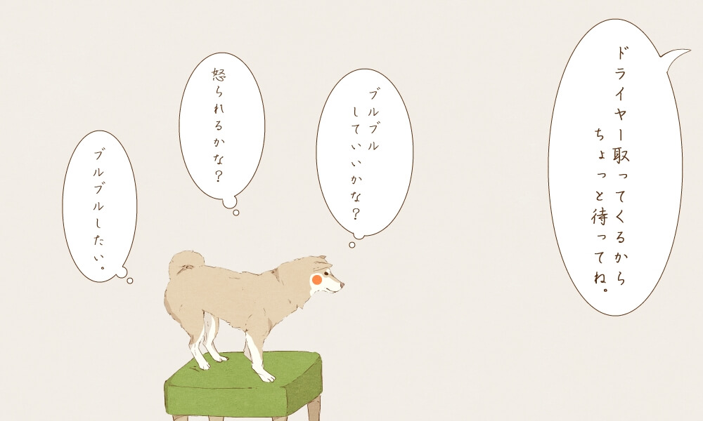 柴犬,ゆる柴