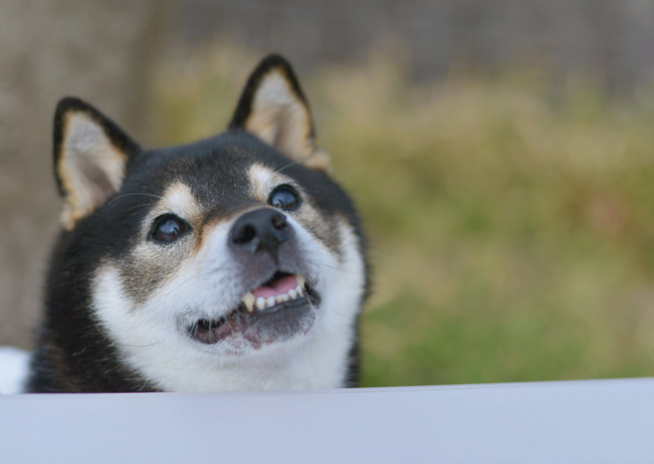 雑誌版,柴犬ライフ