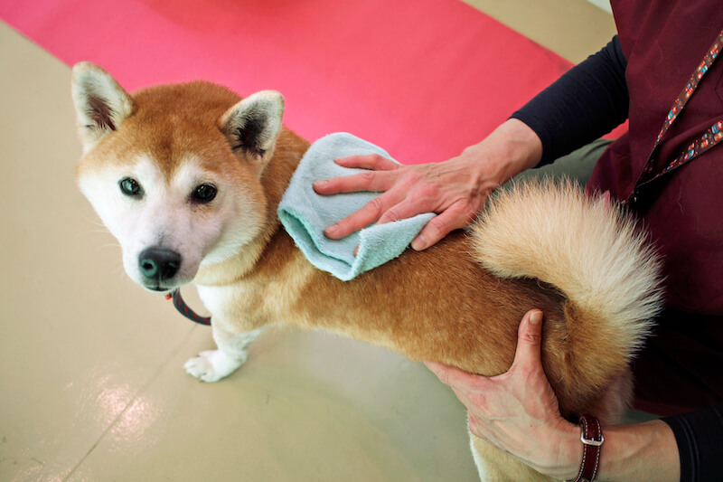 雑誌版,柴犬ライフ