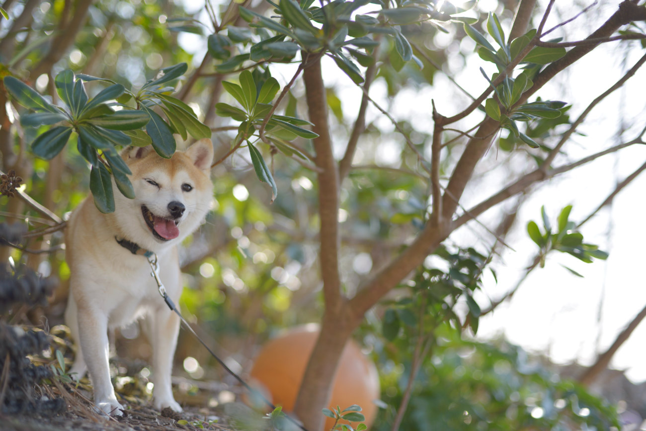雑誌版,柴犬ライフ