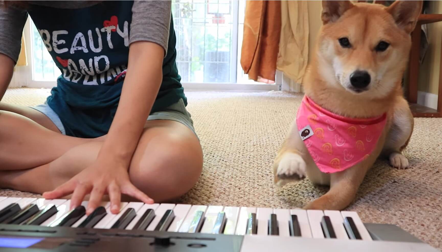 柴犬,YouTube