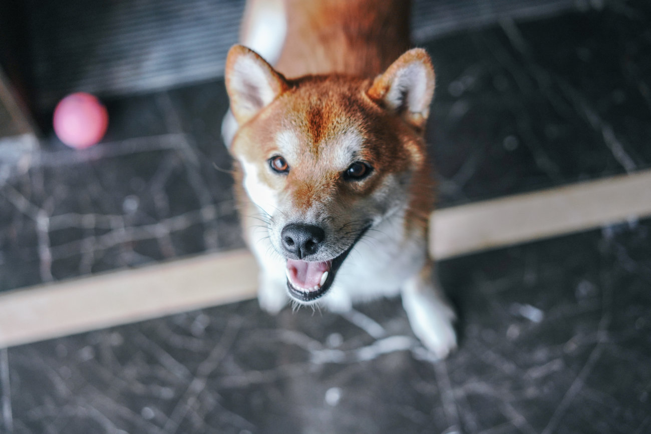 柴犬,サプリ,わんちゃんのおめめ