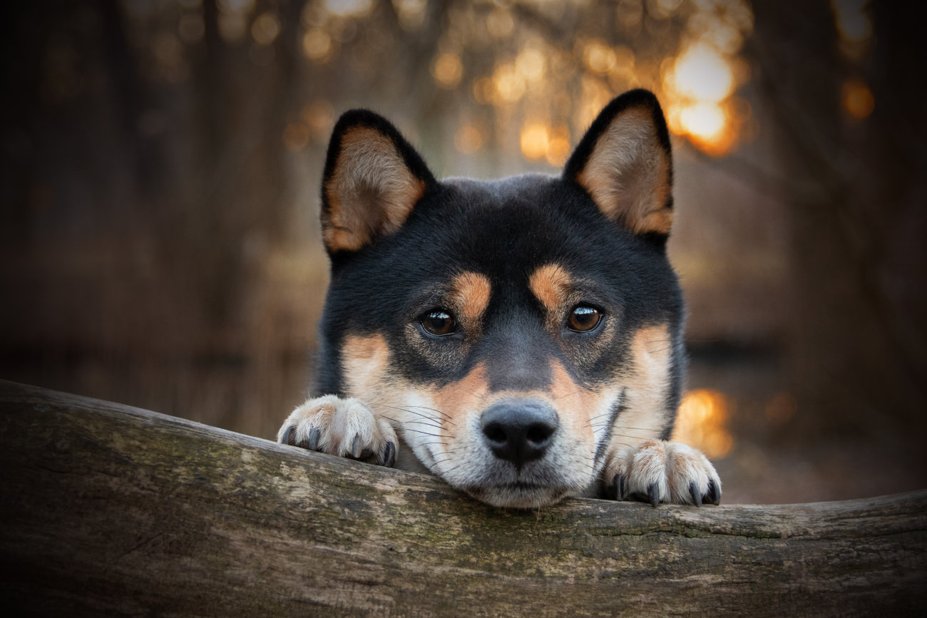 柴犬,forema,フード