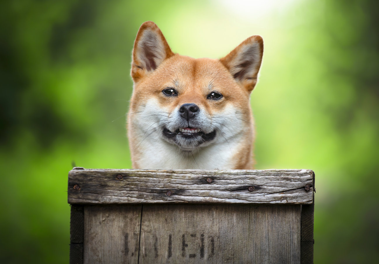柴犬,サプリ,わんちゃんのおめめ
