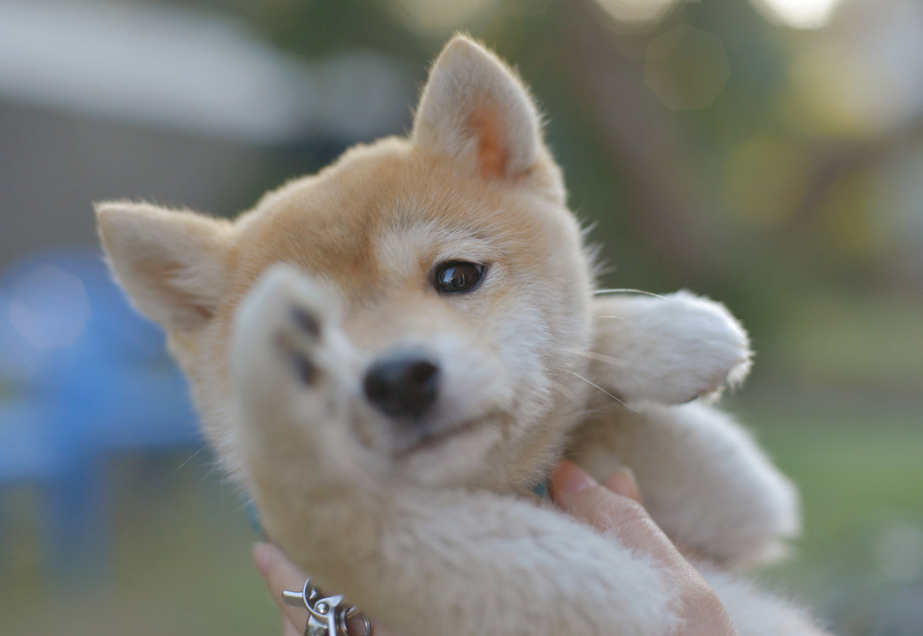 雑誌版,柴犬ライフ