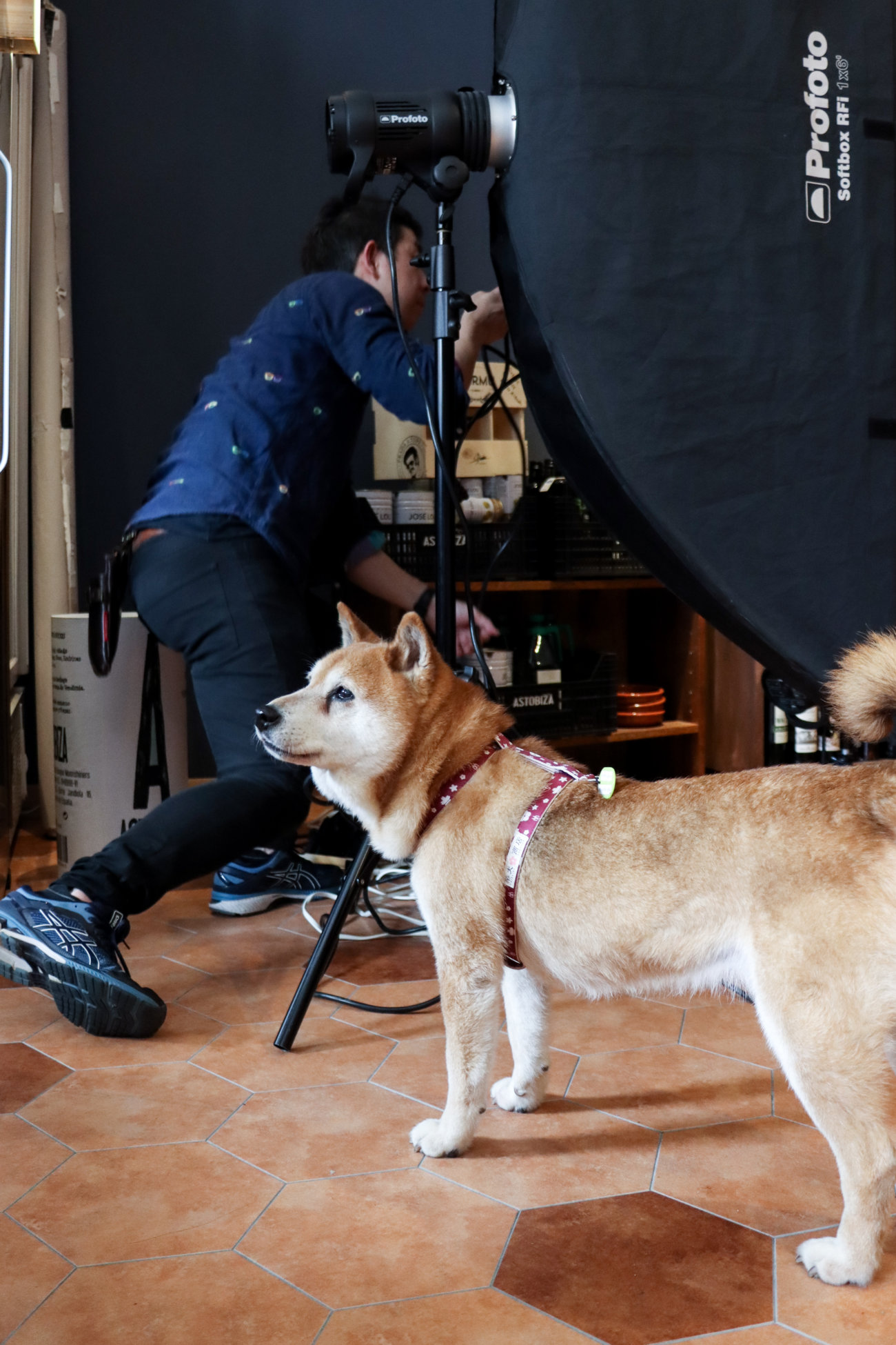 アインシュタイン,柴犬ライフ