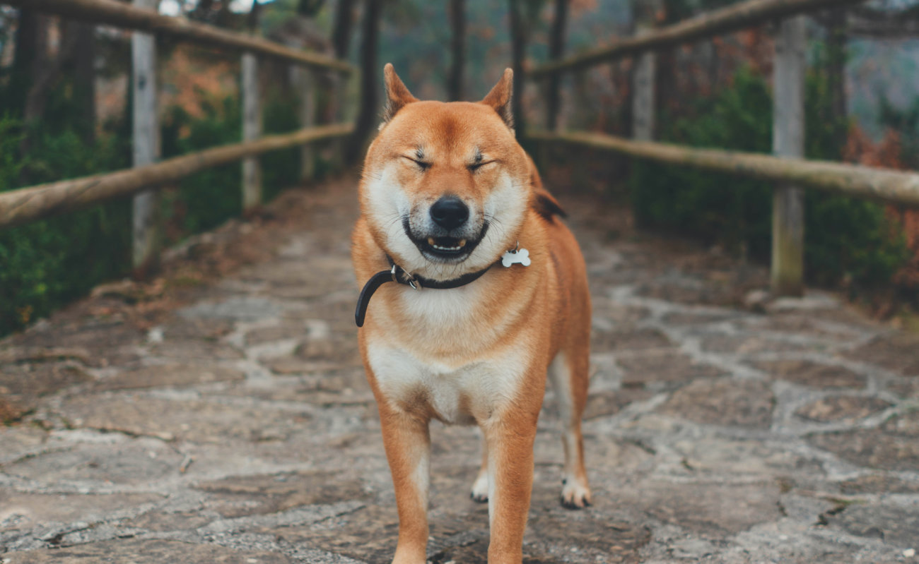 柴犬,サプリ,わんちゃんのおめめ