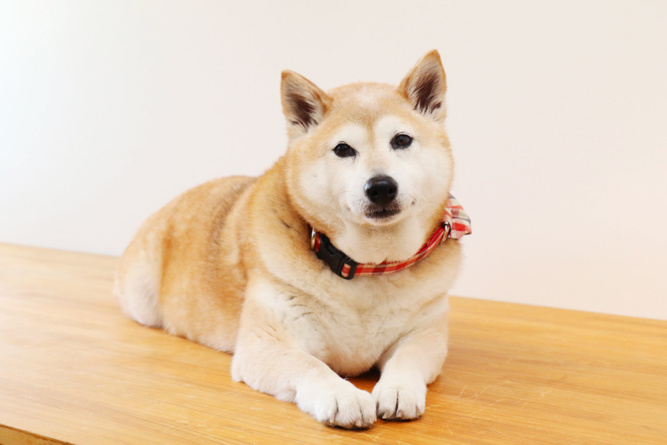 柴犬,forema,フード