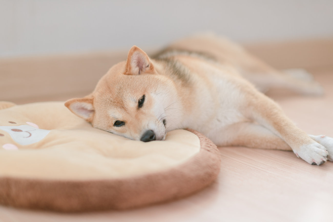 柴犬,forema,フード