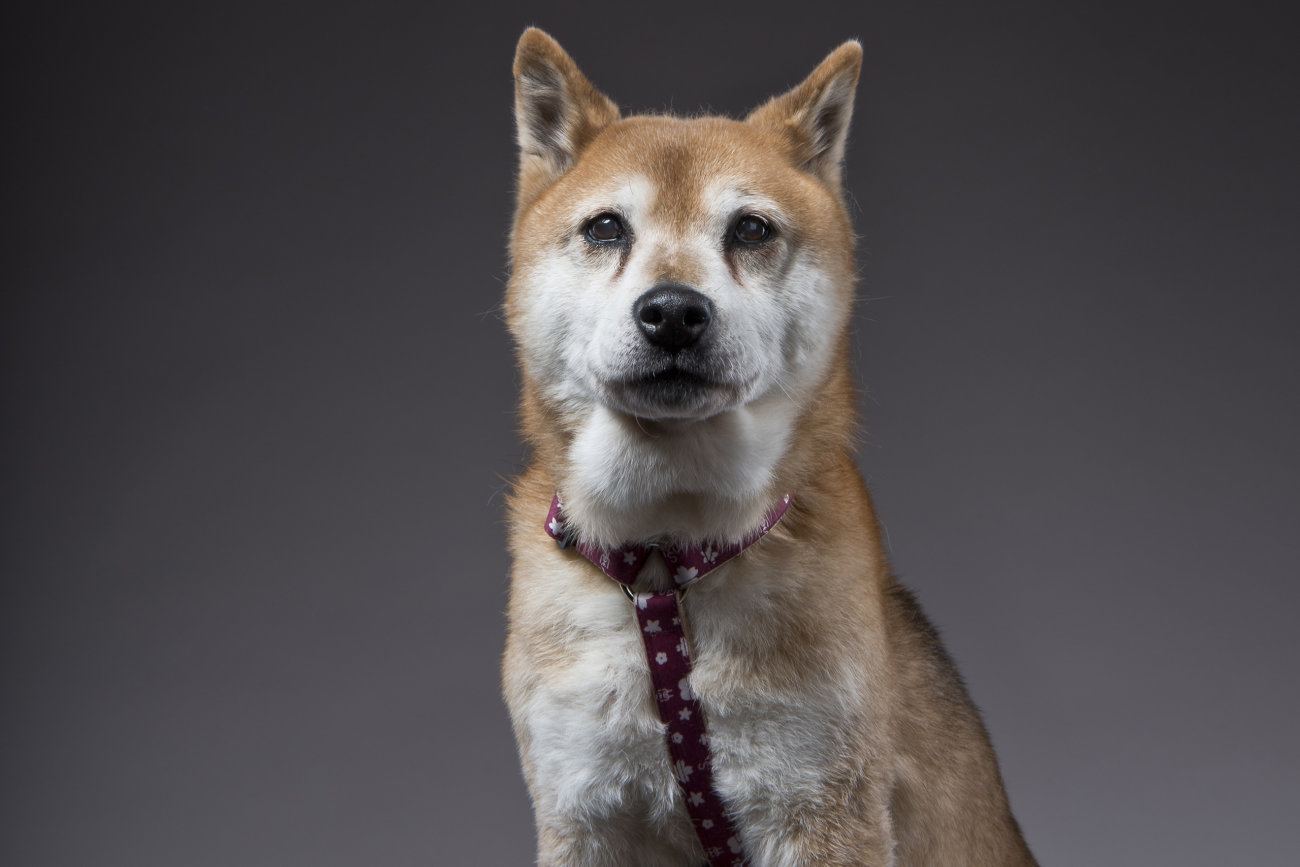 雑誌版,柴犬ライフ