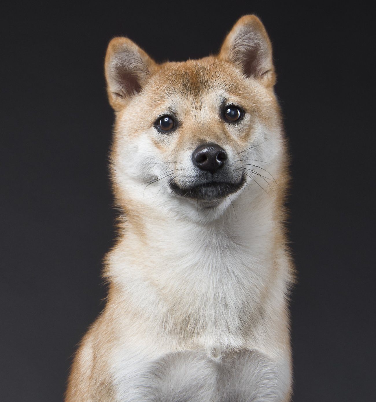 柴犬ライフ,めちゃコミック