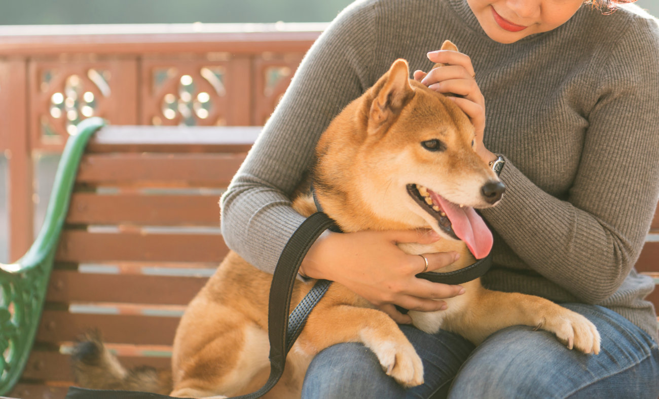 柴犬,forema,フード