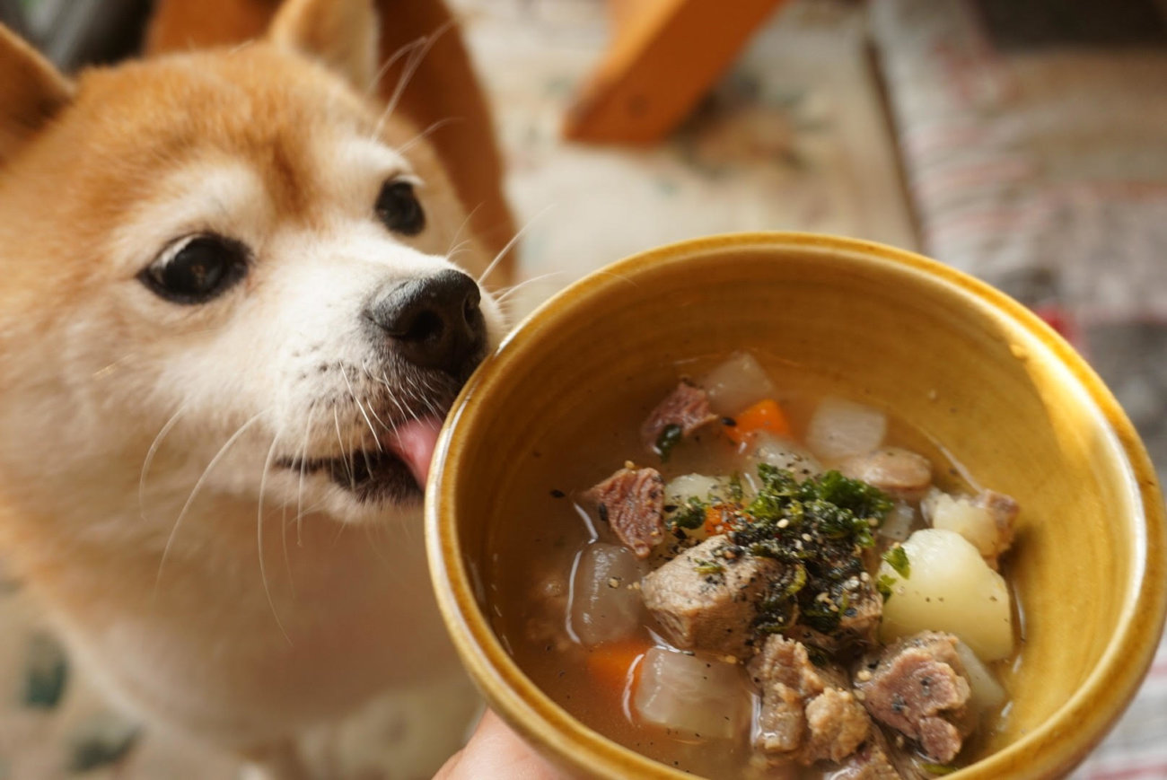 柴犬,forema,フード