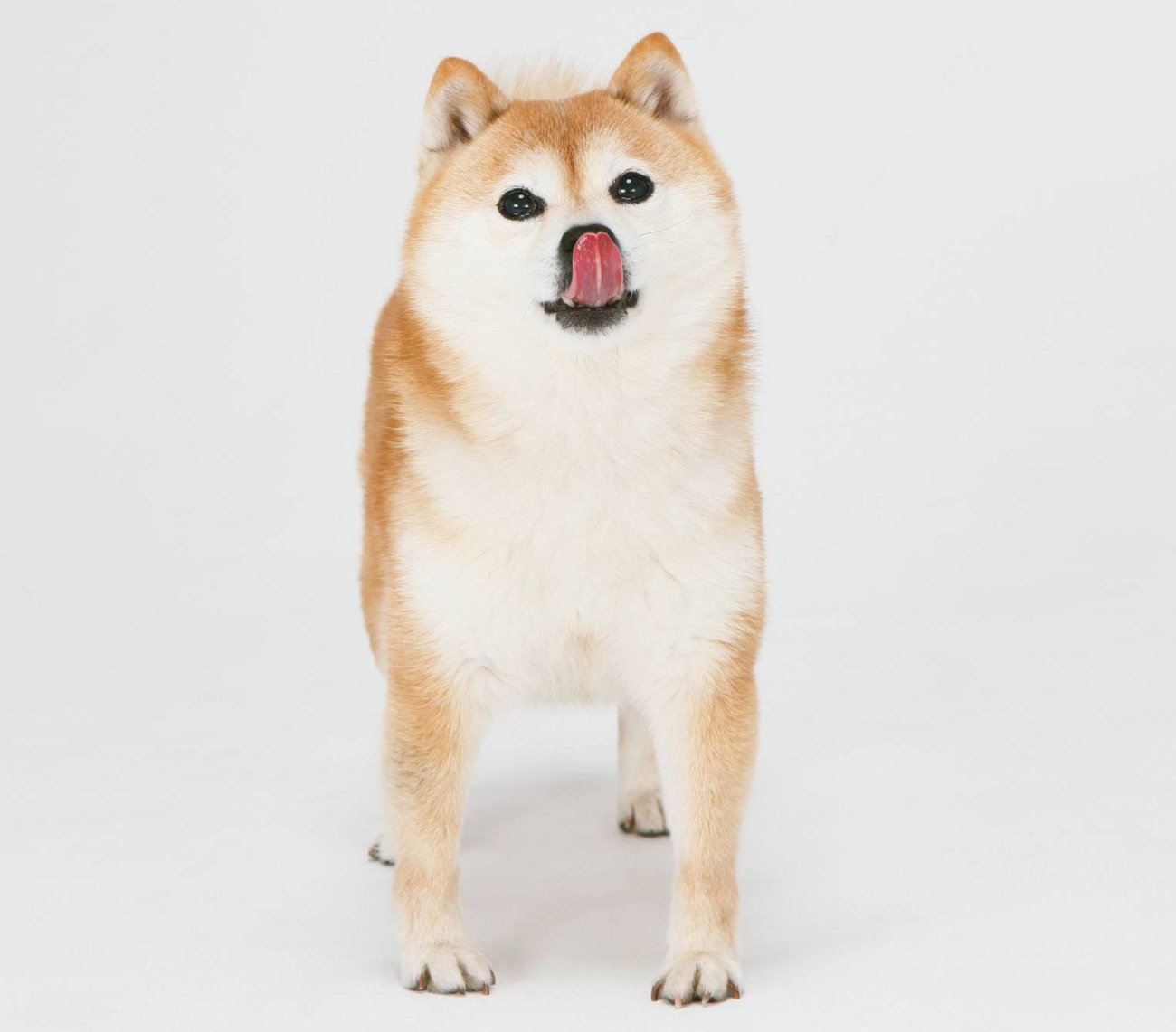 柴犬,forema,フード