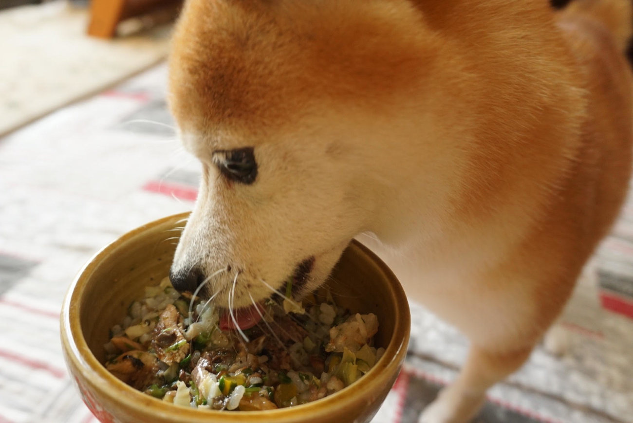 柴犬,forema,フード