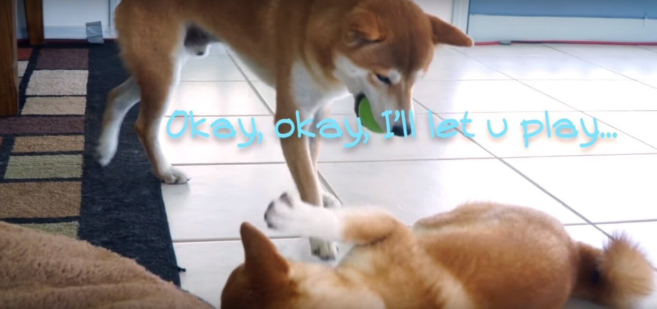 柴犬,YouTube