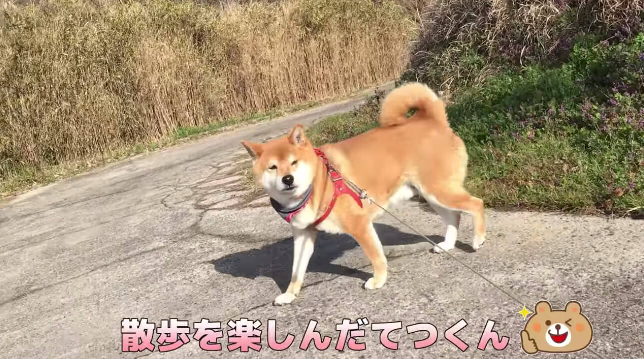 柴犬,YouTube