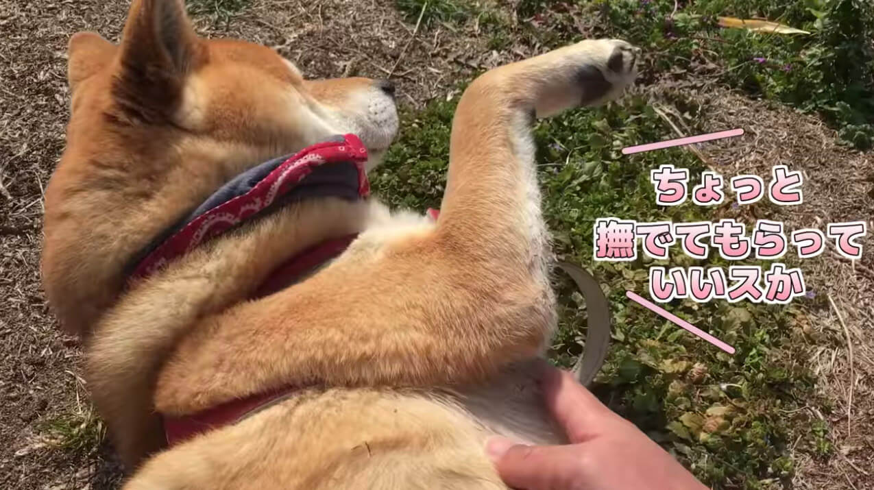 柴犬,YouTube