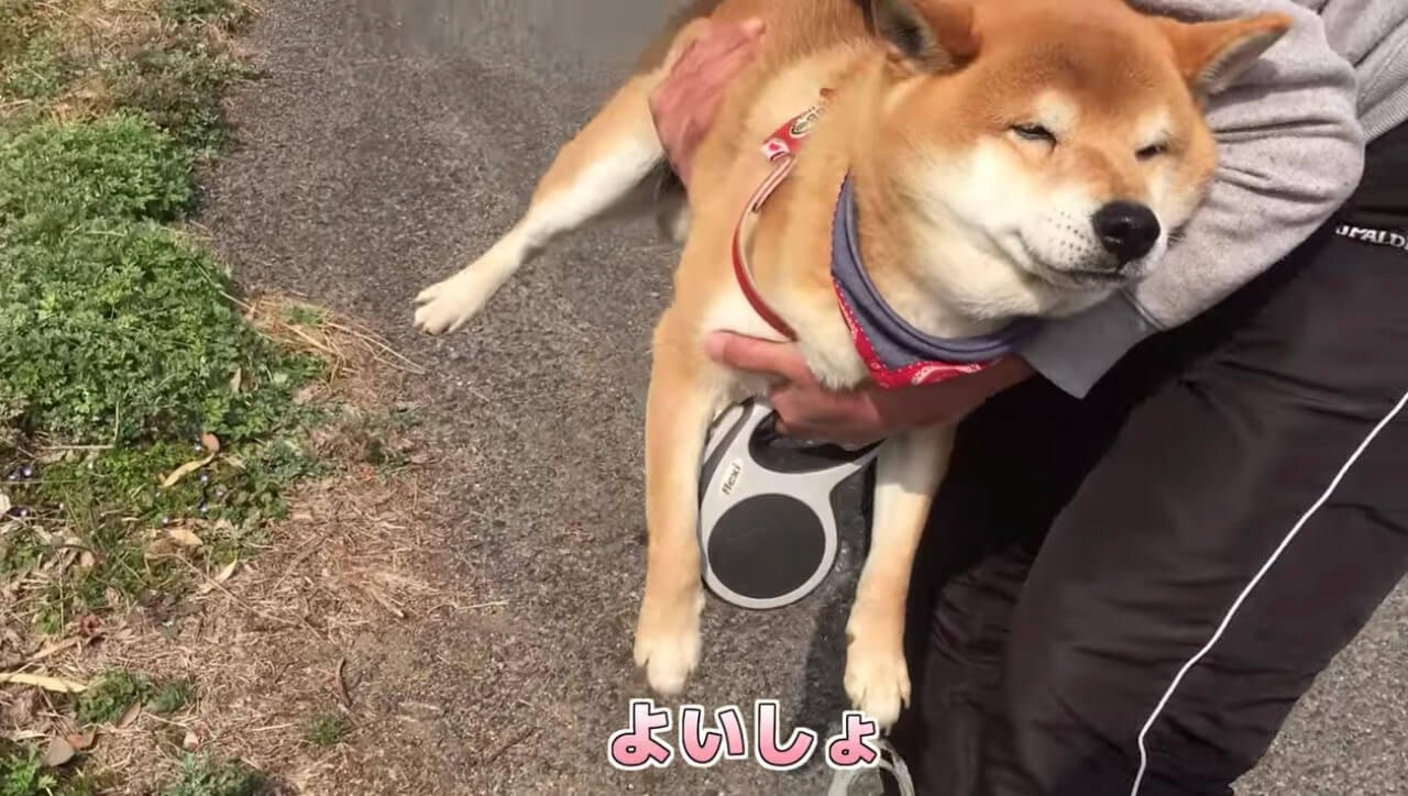柴犬,YouTube