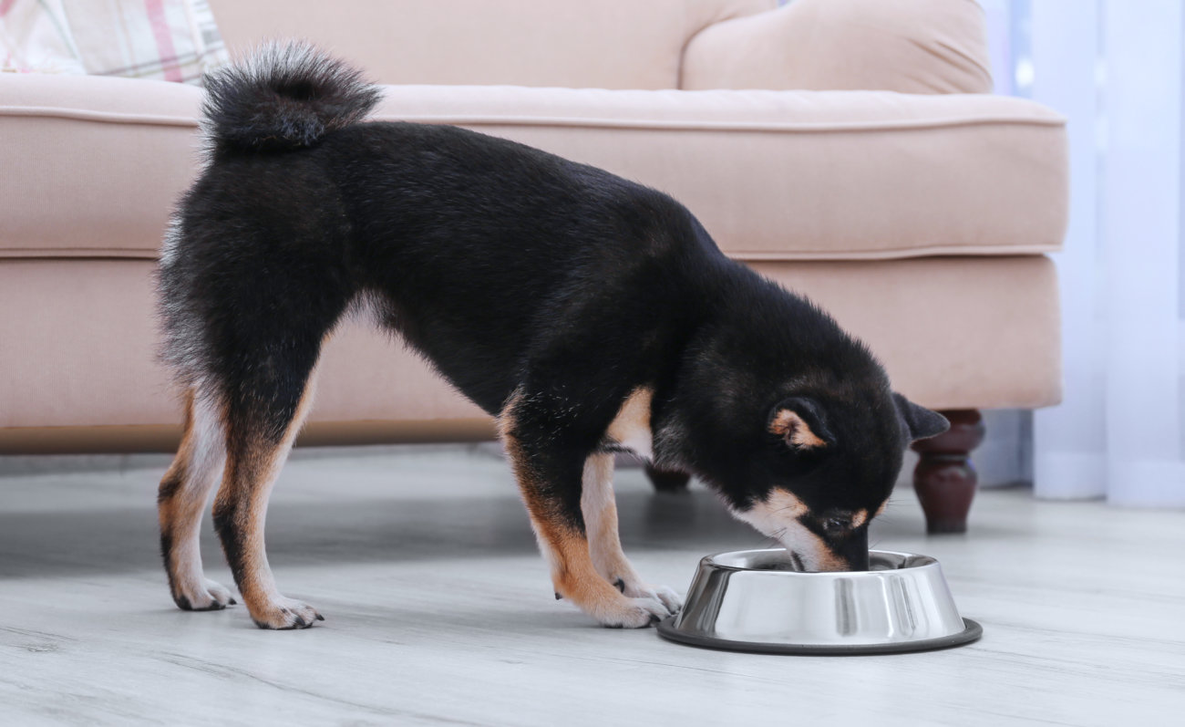 柴犬ライフストア,天然三六五