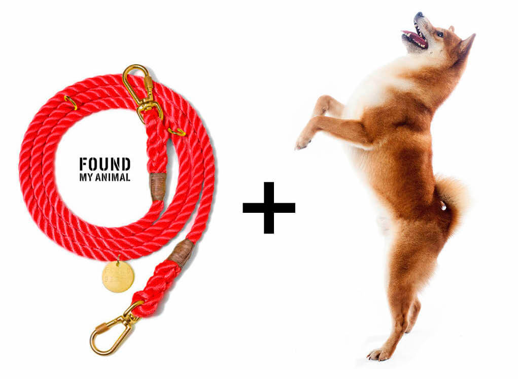 柴犬ライフ,FOUND MY ANIMAL