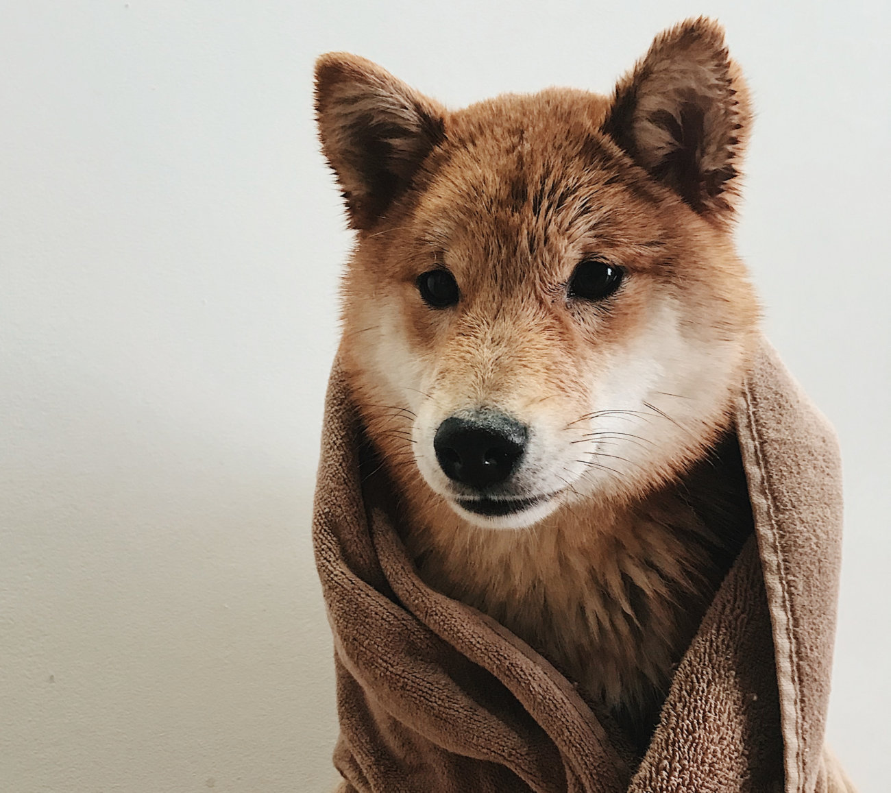 柴犬ライフストア,天然三六五